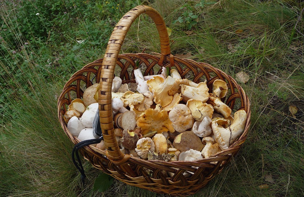 champignons-sauvages-et-comestibles-au-quebec.jpg