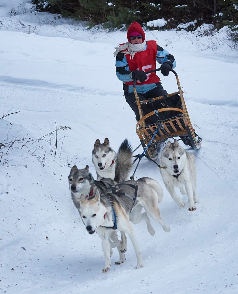 courses_de_chiens_hiver.jpg