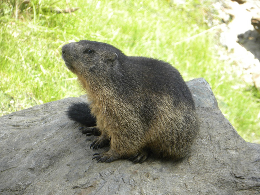 marmotte.jpg