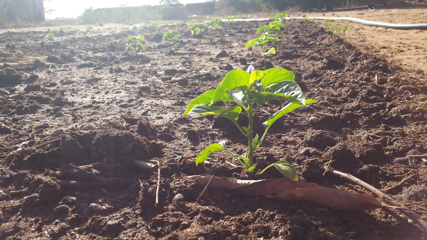 maryse_senegal_jardin.jpg